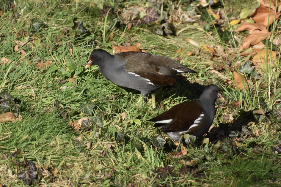 Waterhoentjes - Vogels - 