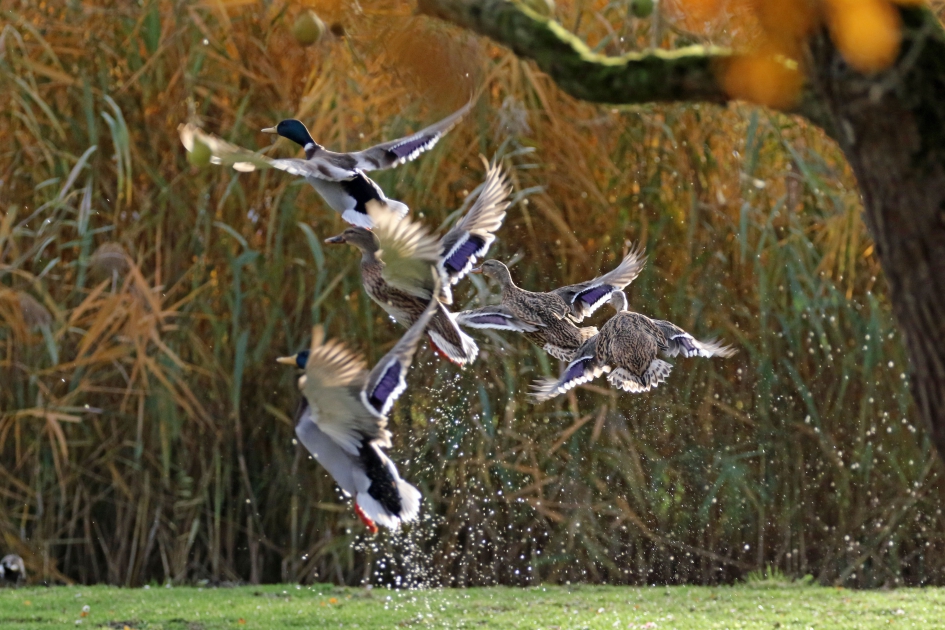 Wilde eenden - Vogels - 