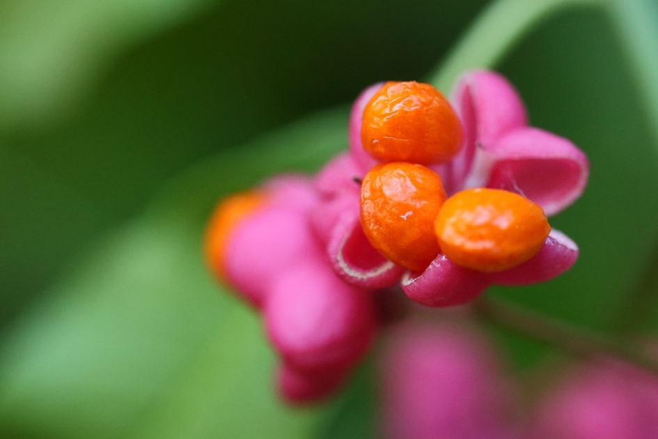 wilde kardinaalsmuts - Planten - wilde kardinaalsmuts