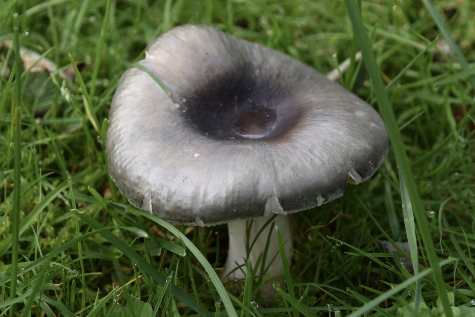 Witte paddenstoel - Schimmels - 