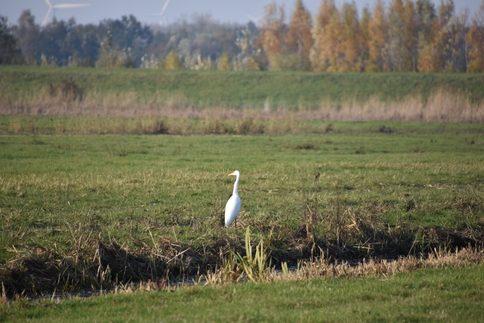 Witte reiger - Vogels - 