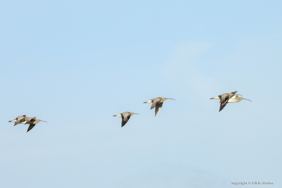 Wulp(en) - Vogels - Wulp