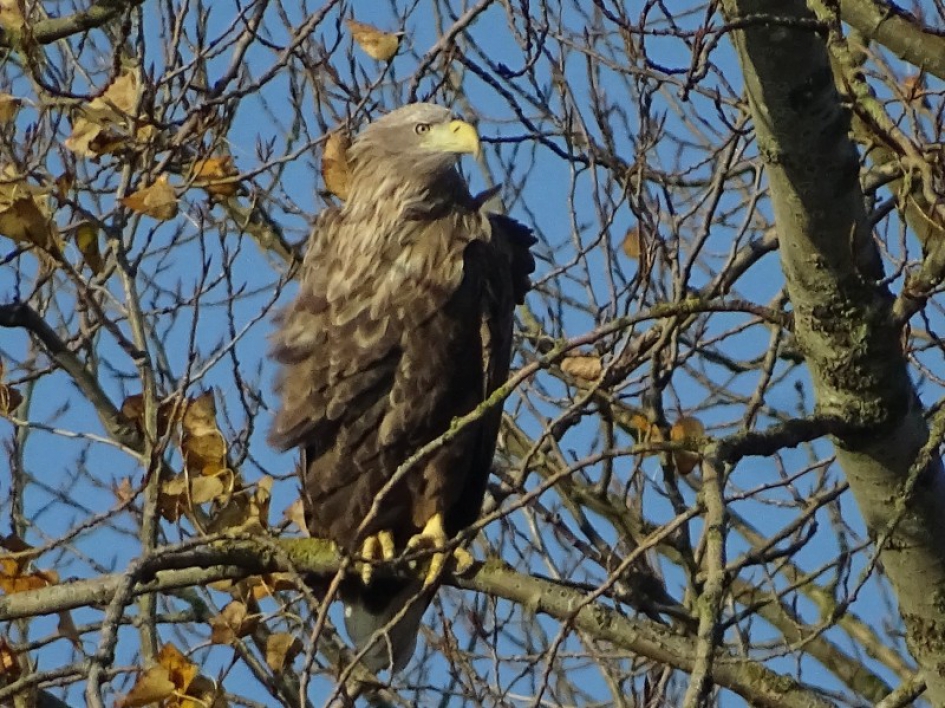 Zeearend - Vogels - Zeearend