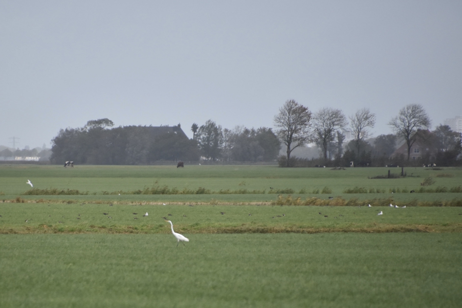 Zilverreiger - Vogels - 