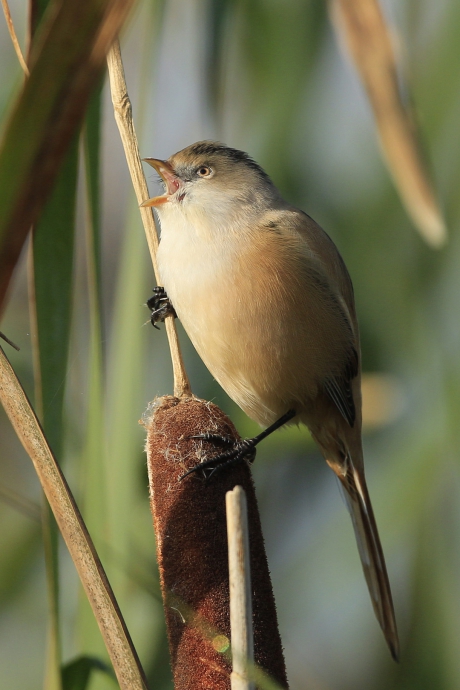 Zingend Baardmanvrouwtje ...