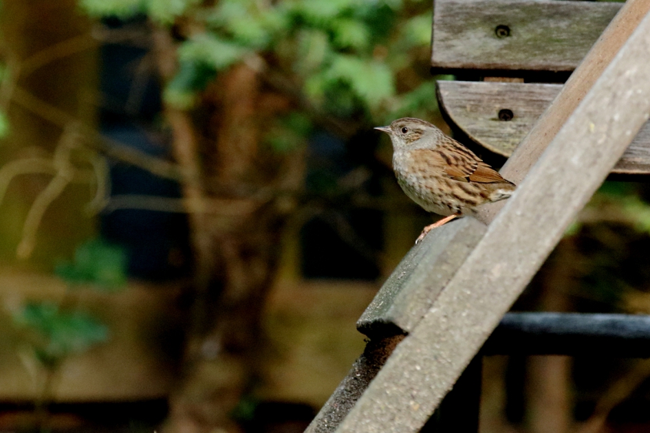 zitplaats - Vogels - heggenmus