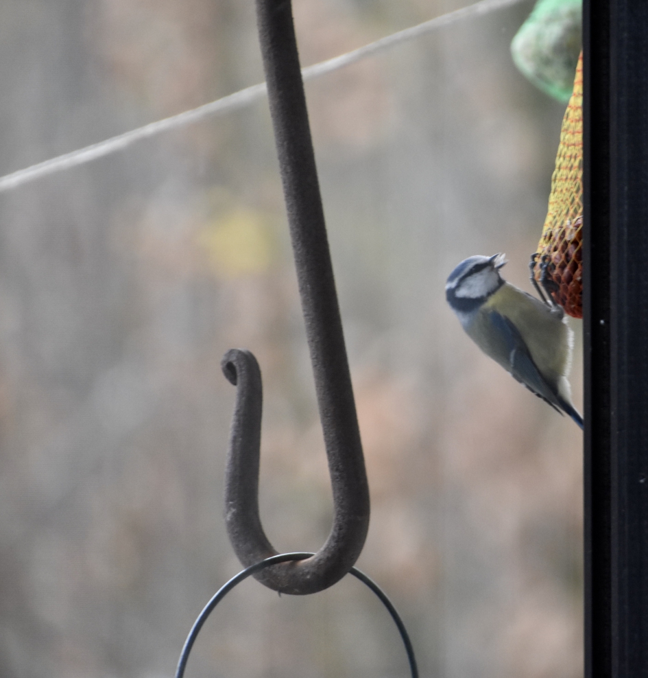 Zondagmorgen - Vogels - 