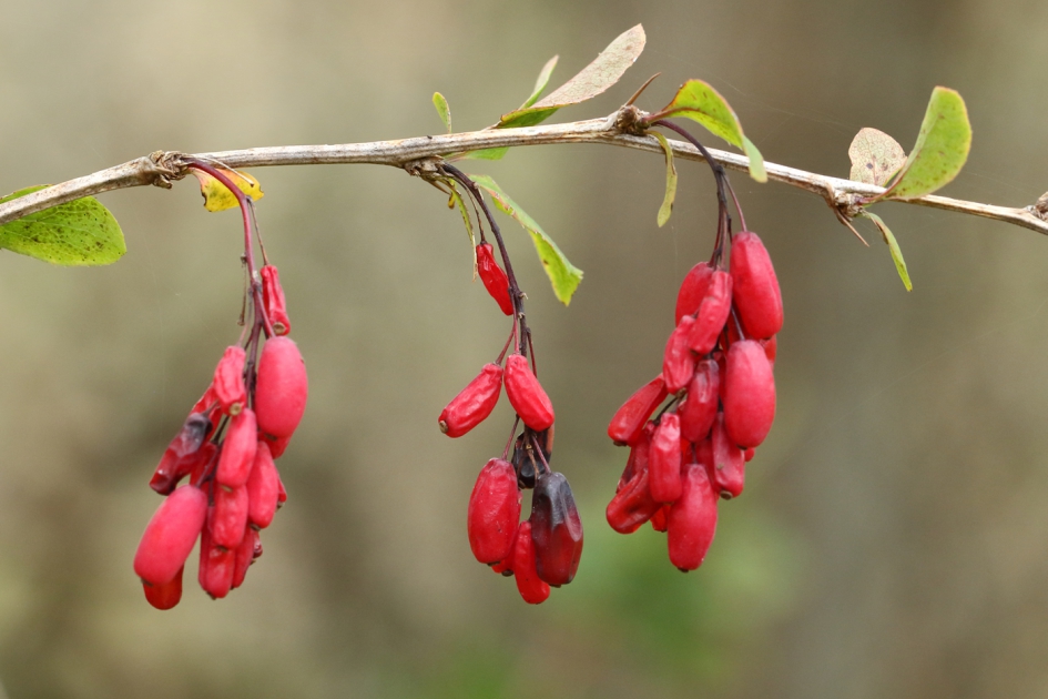 zuurbes - Planten - zuurbes