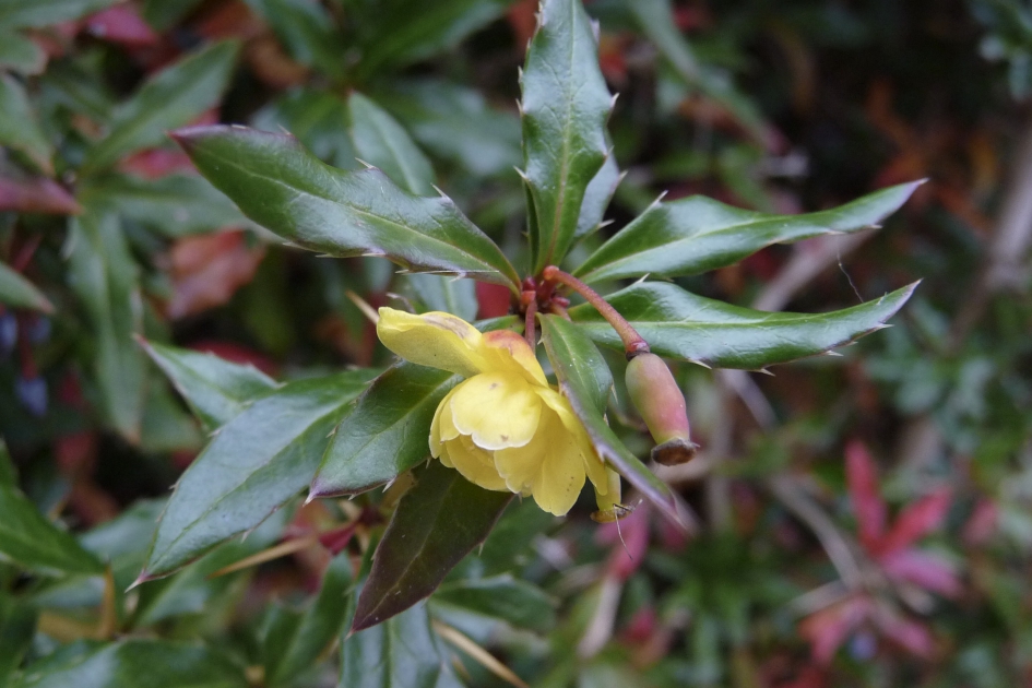 Zuurbes - Planten - Berberisfamilie