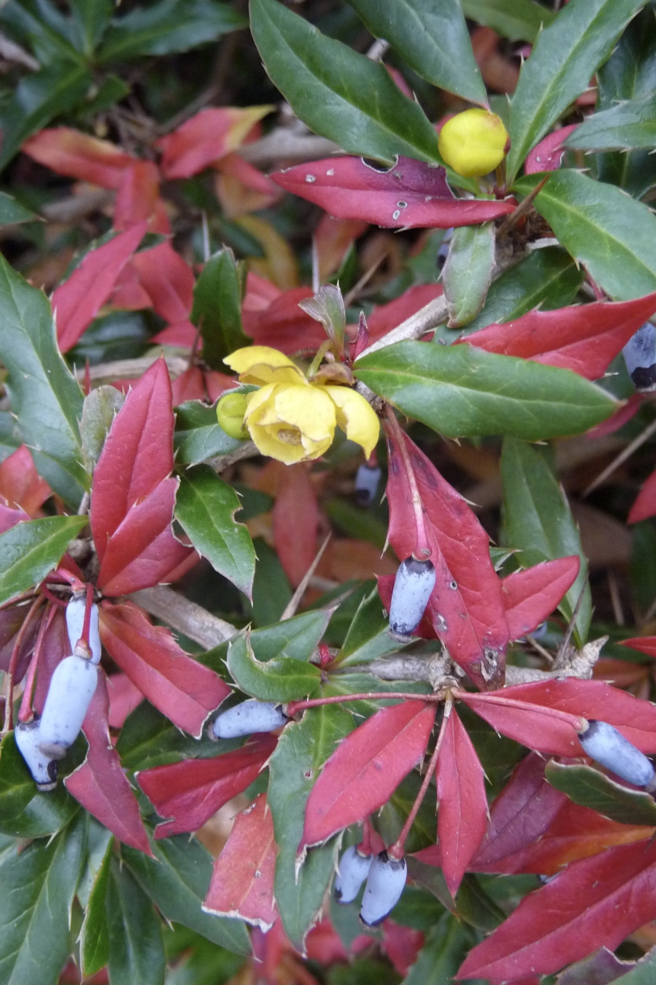 Zuurbes - Planten - Berberisfamilie