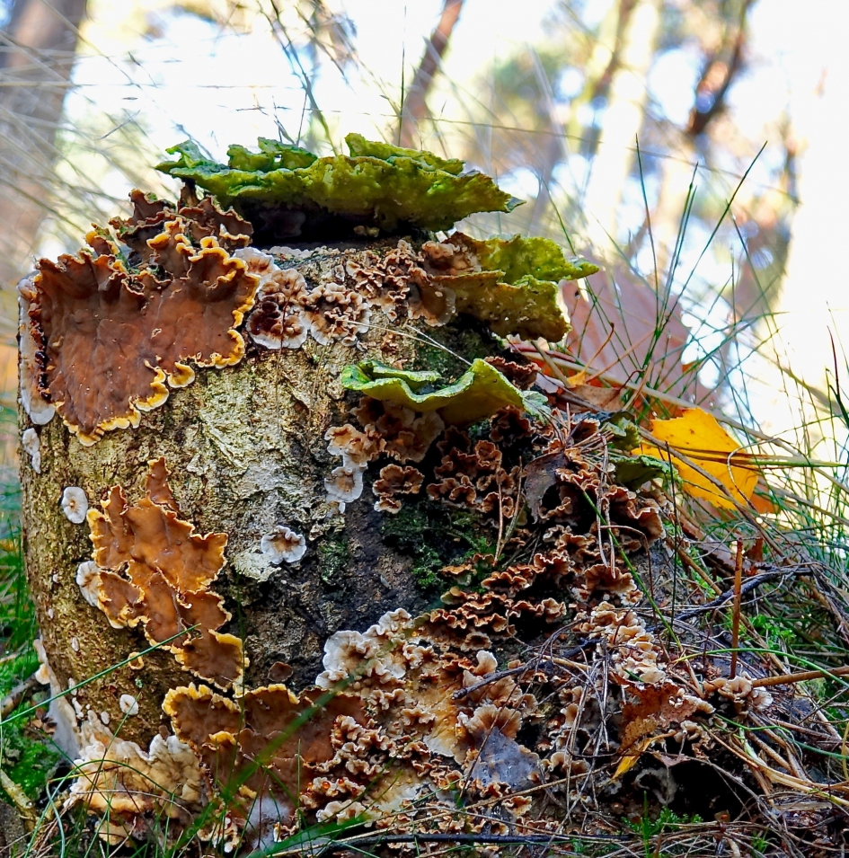 Zwammen mix - Schimmels - Zwam