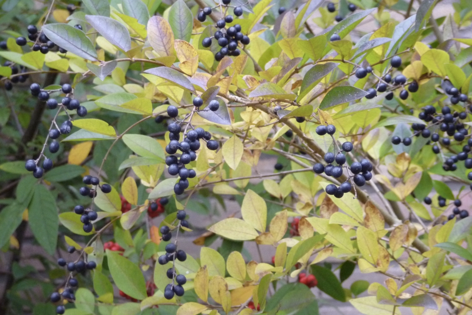 Zwarte bessen - Planten - 