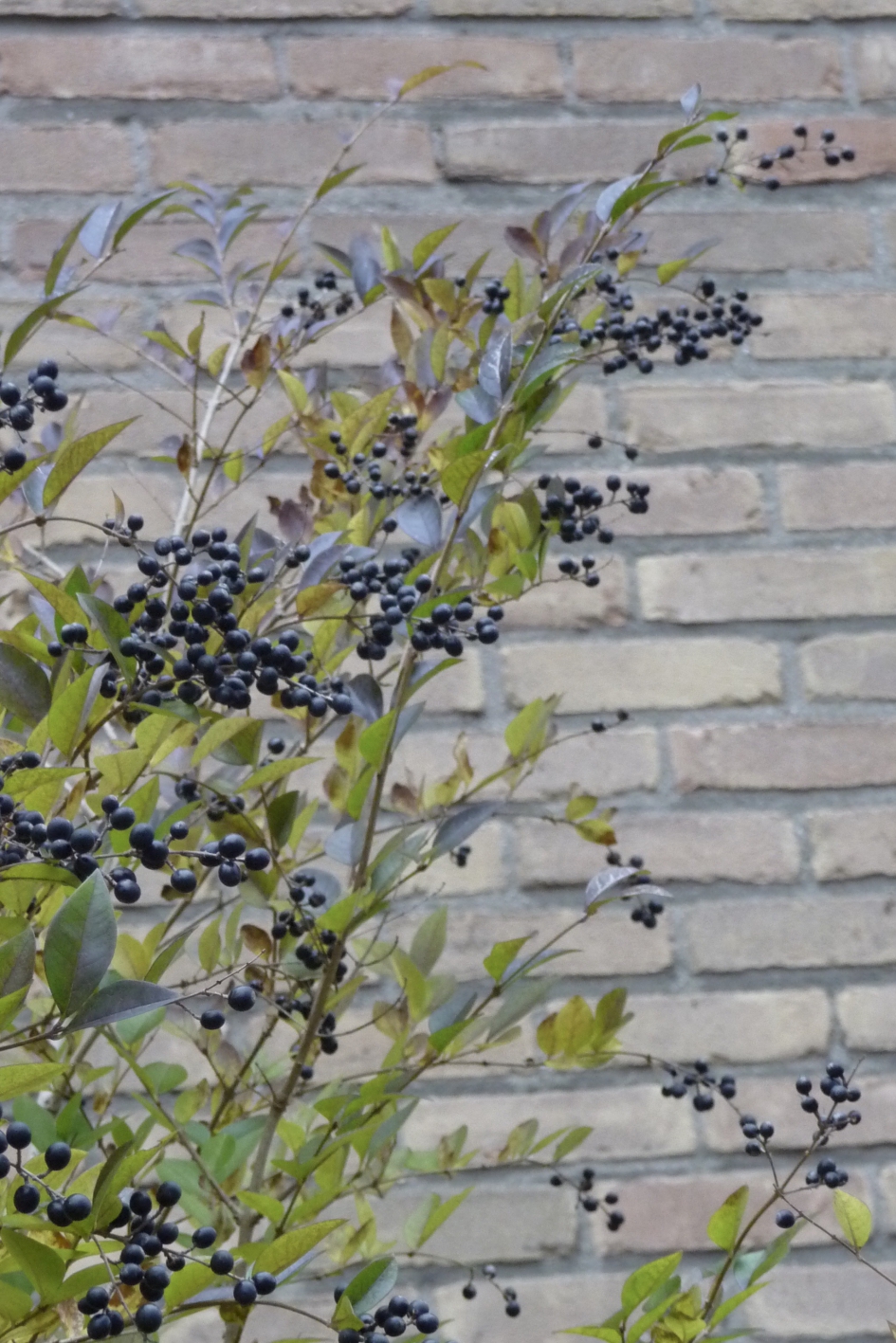 Zwarte bessen - Planten - 