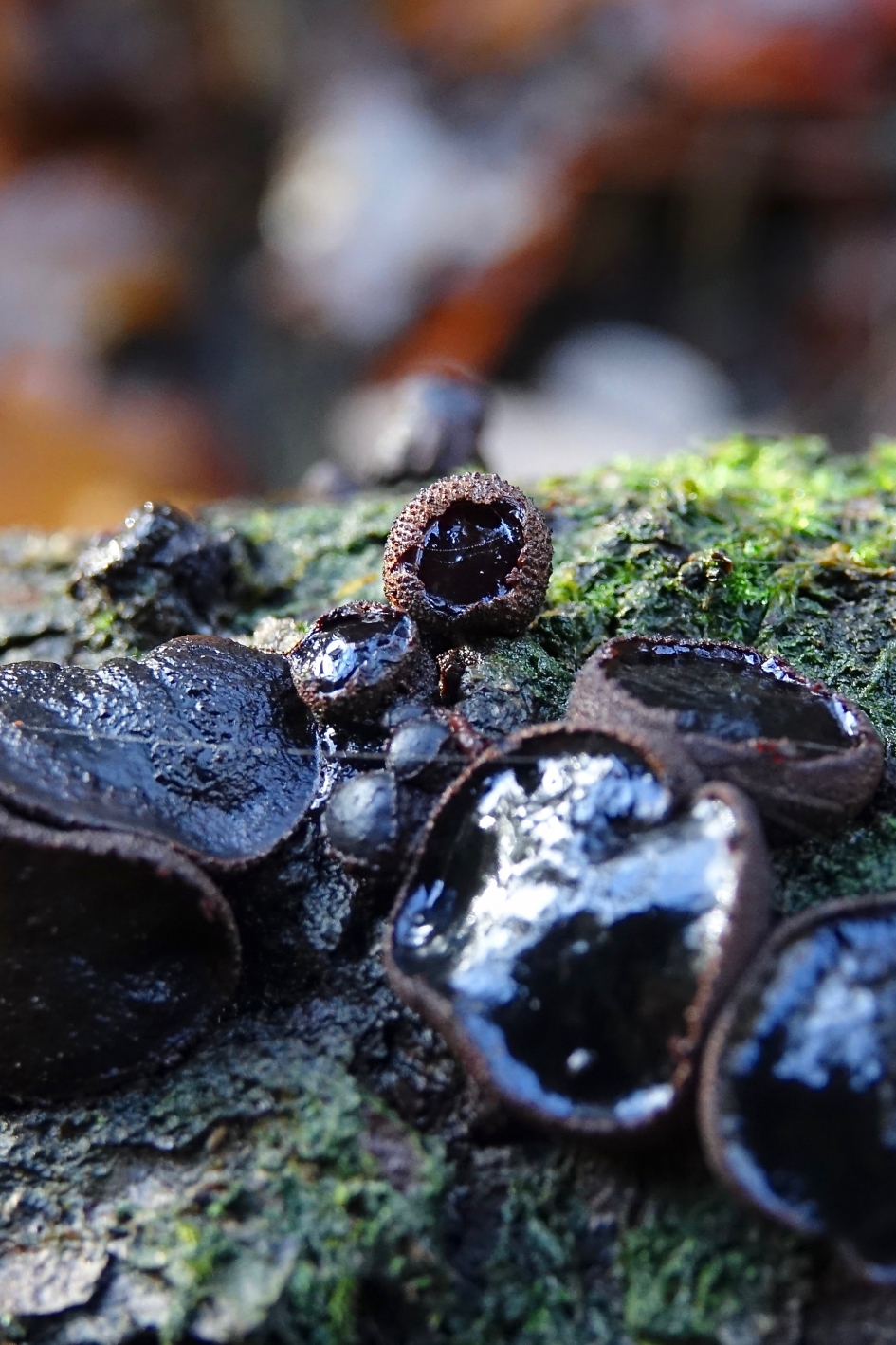 Zwarte Knoopzwam - Schimmels - 