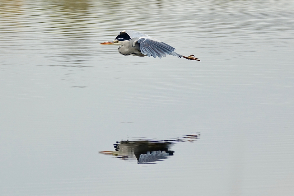Zweefvlucht - Vogels - Blauwe Reiger