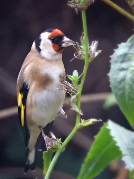 20181201 putter op wilde cichorei