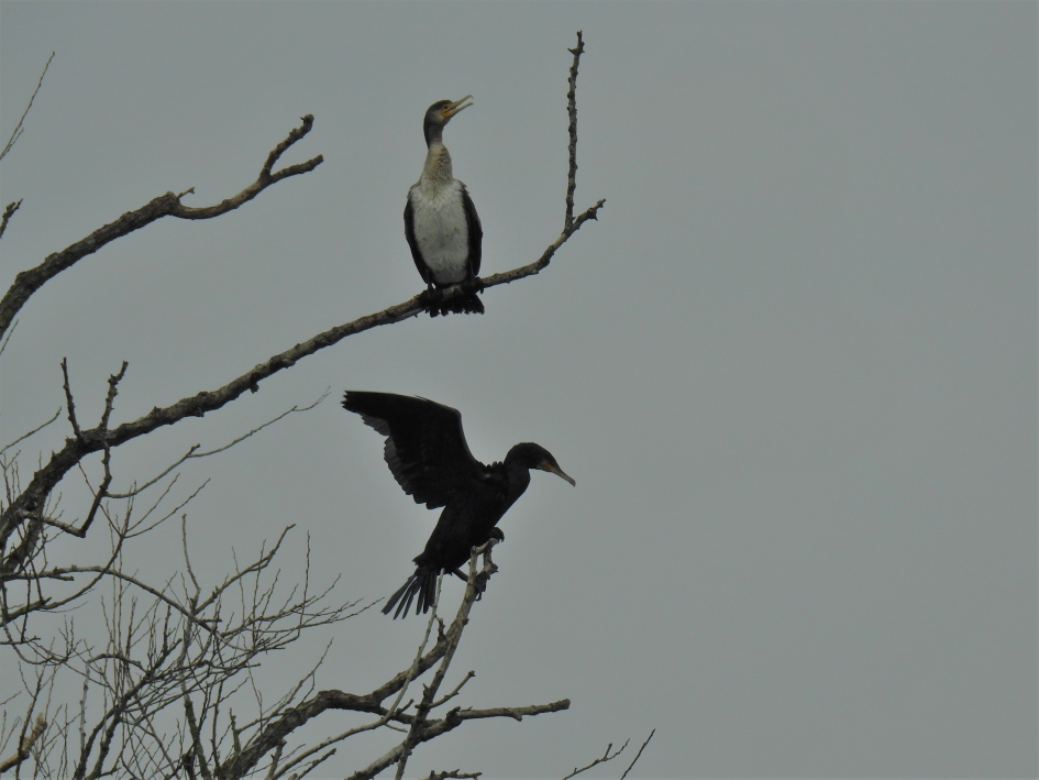 Aalscholver is geland maar staat nog niet stabiel_deel2 - Vogels - Aalscholver