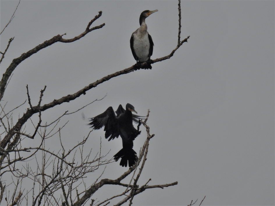 Aalscholver net voor de landing_deel 1 - Vogels - Aalscholver