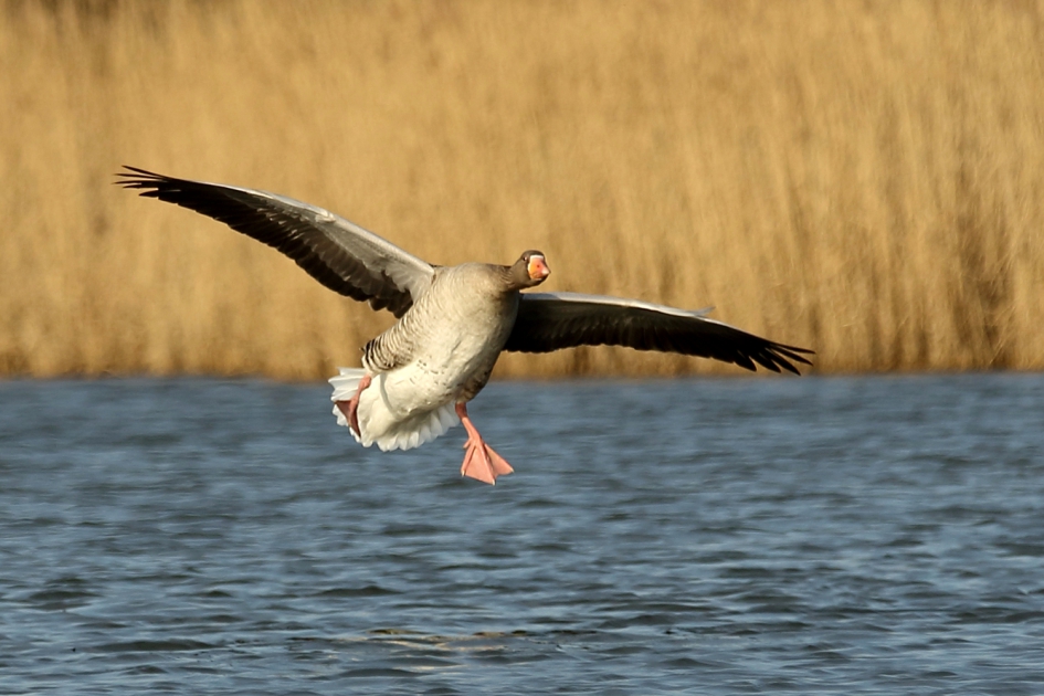 Aanstormend talent - Vogels - grauwe gans
