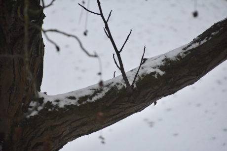 Aarzelende start van de winter
