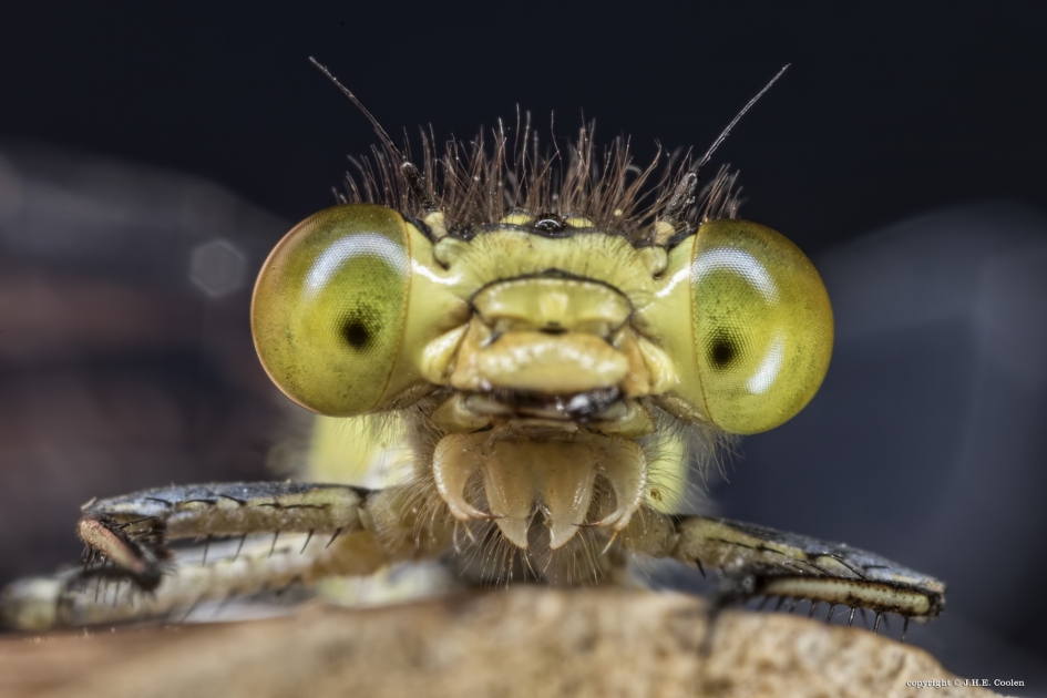 AHHH..het nieuwe jaar komt eraan. - Geleedpotigen - Grote Roodoogjuffer (vr)