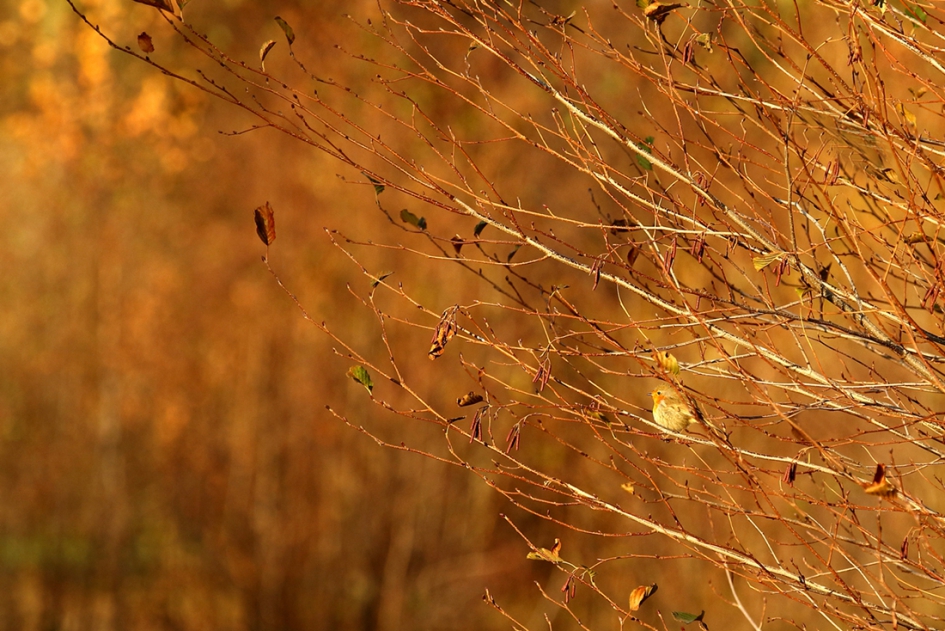 all alone - Vogels - roodborst