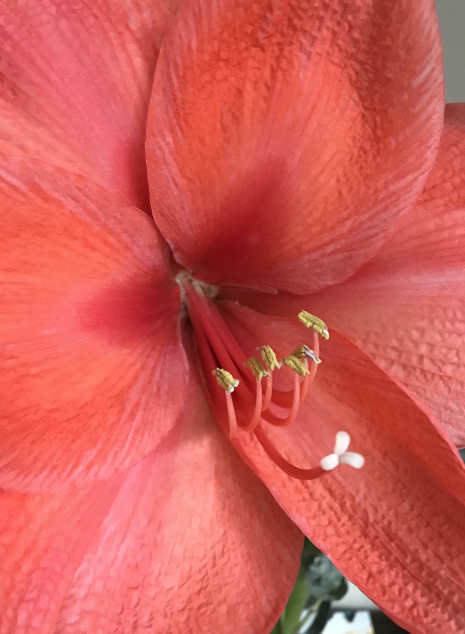 Amaryllis - Planten - 