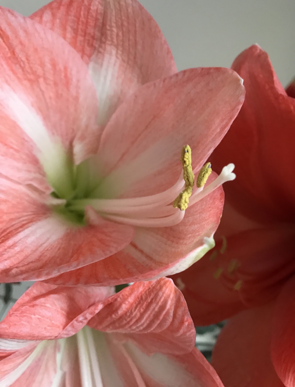 Amaryllis - Planten - 
