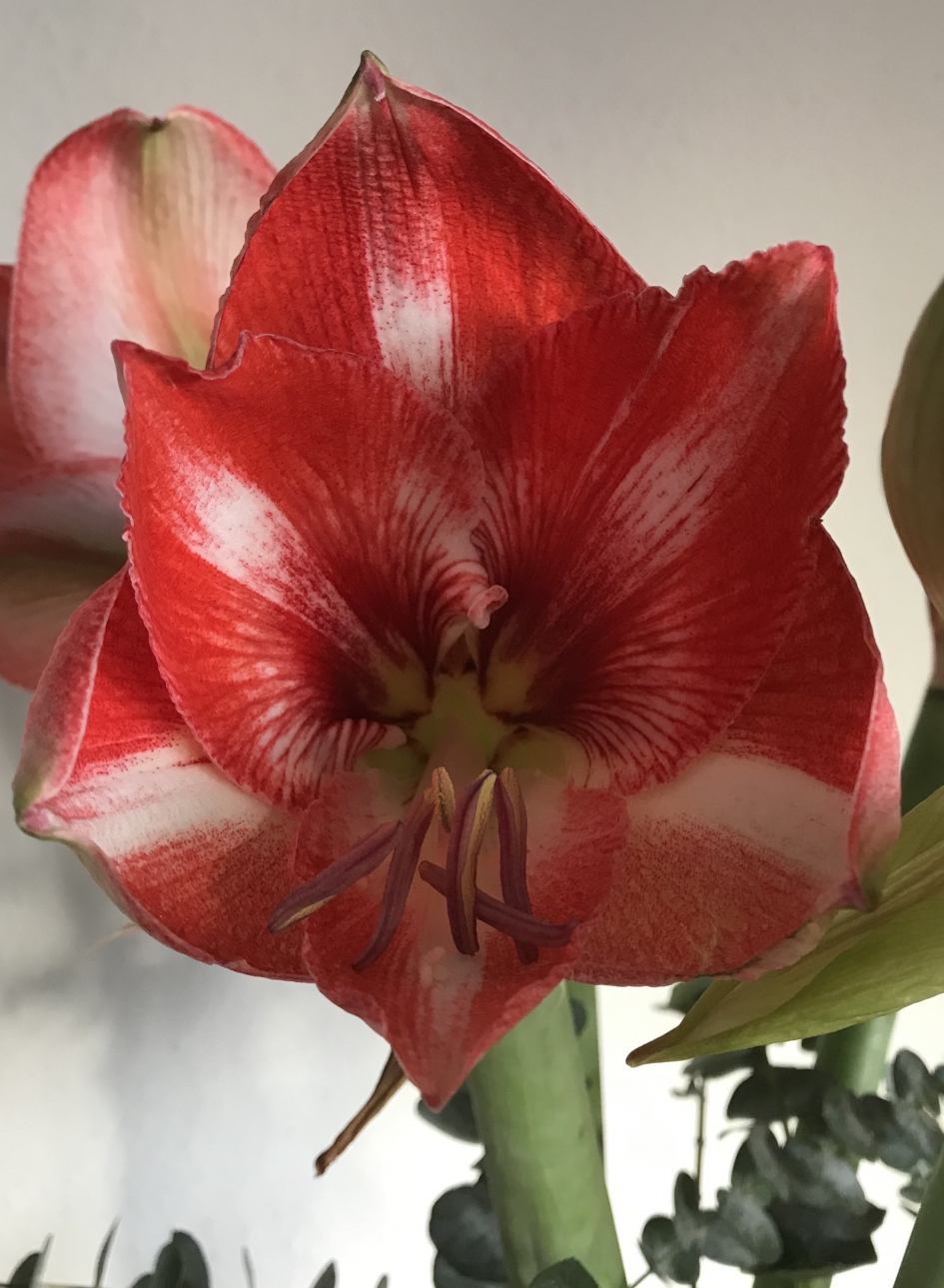 Amaryllis - Planten - 