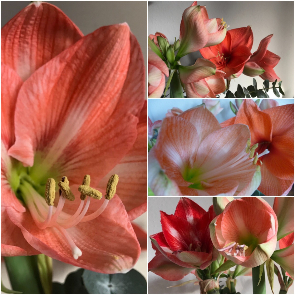 Amaryllissen - Planten - 