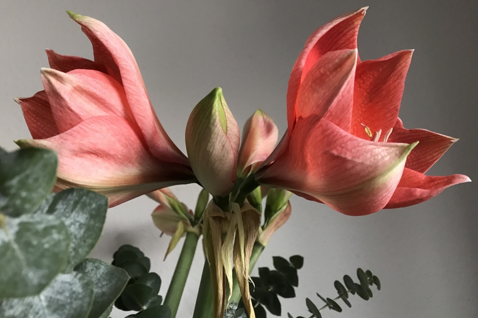 Amaryllissen - Planten - 