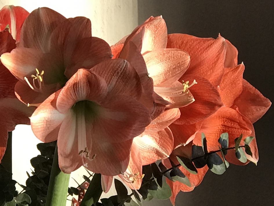 Amaryllissen - Planten - 