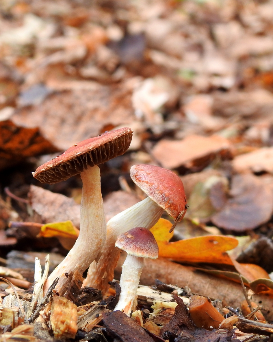 Andermaal - Schimmels - Oranjerode stropharia