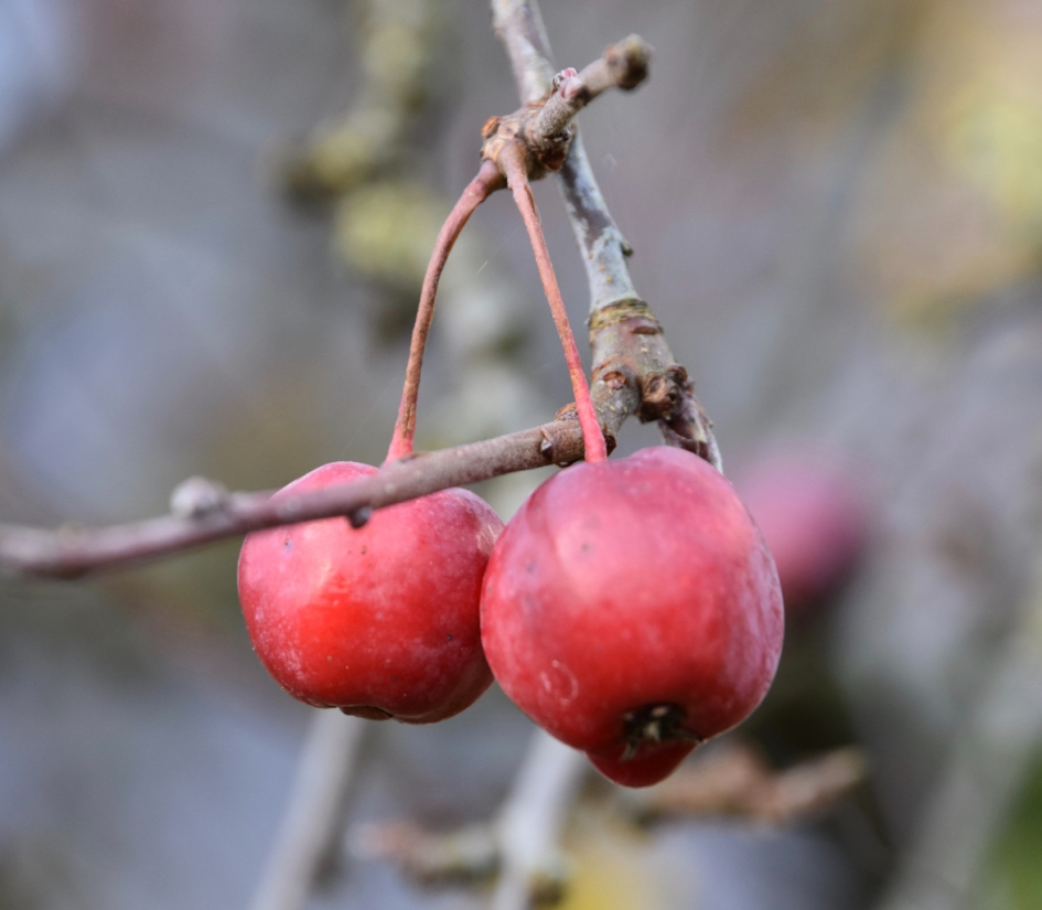 Appeltjes - Planten - 