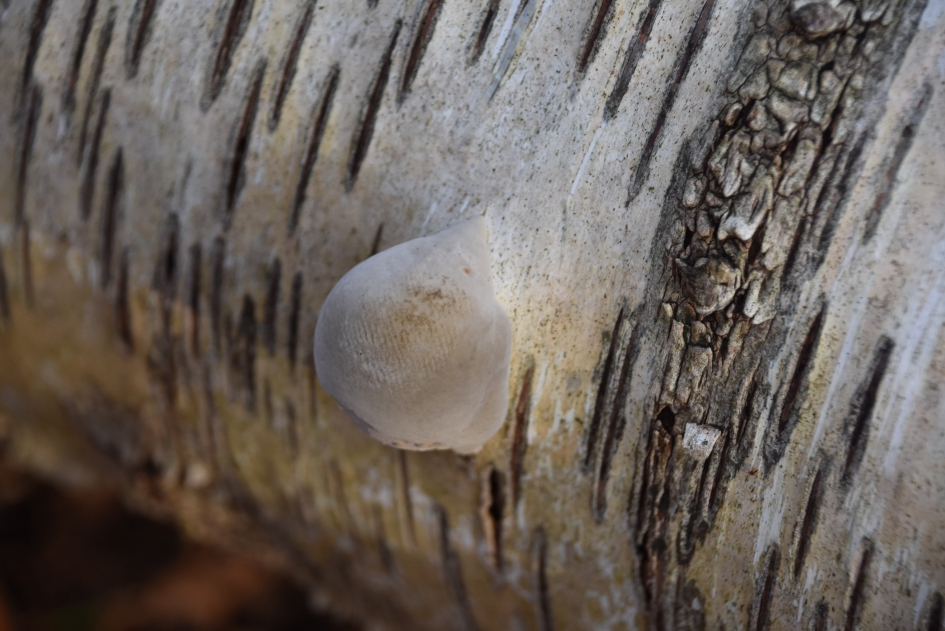 Beginnende zwam?? - Schimmels - 