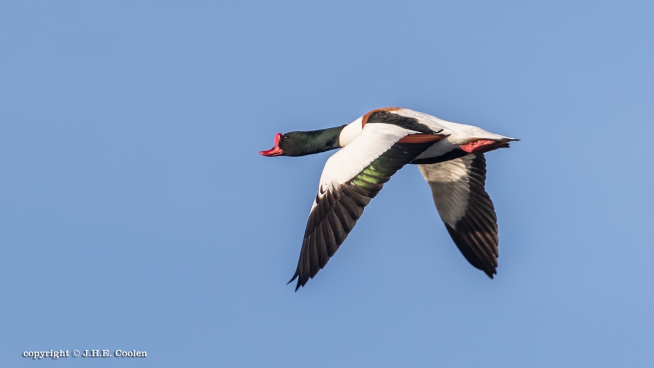 Bergeend (man) - Vogels - Bergeend