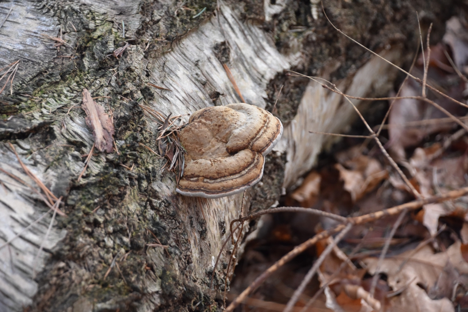 Berkenzwam? - Schimmels - 