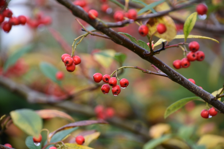 Bessen met druppels - Planten - 