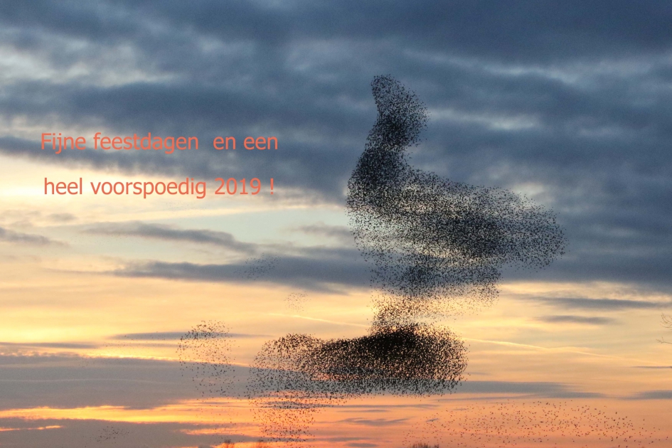 Beste wensen voor alle Vroege Vogels fotografen! - Vogels - 