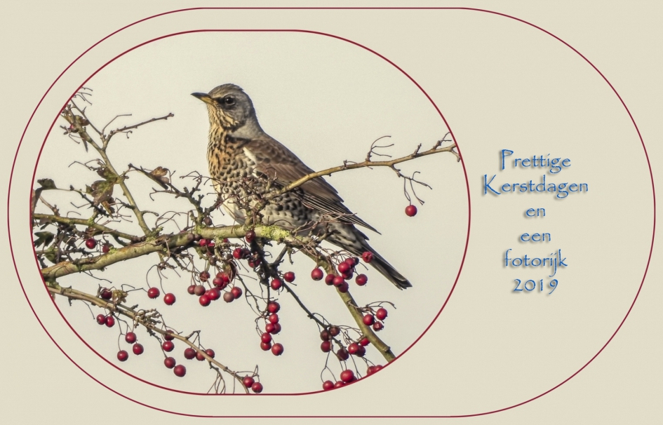 Bijna is het zo ver..... - Vogels - Kramsvogel