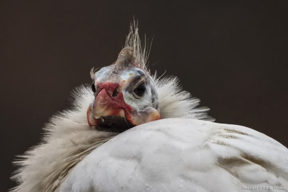 Bijna kerst - Vogels - Kalkoen