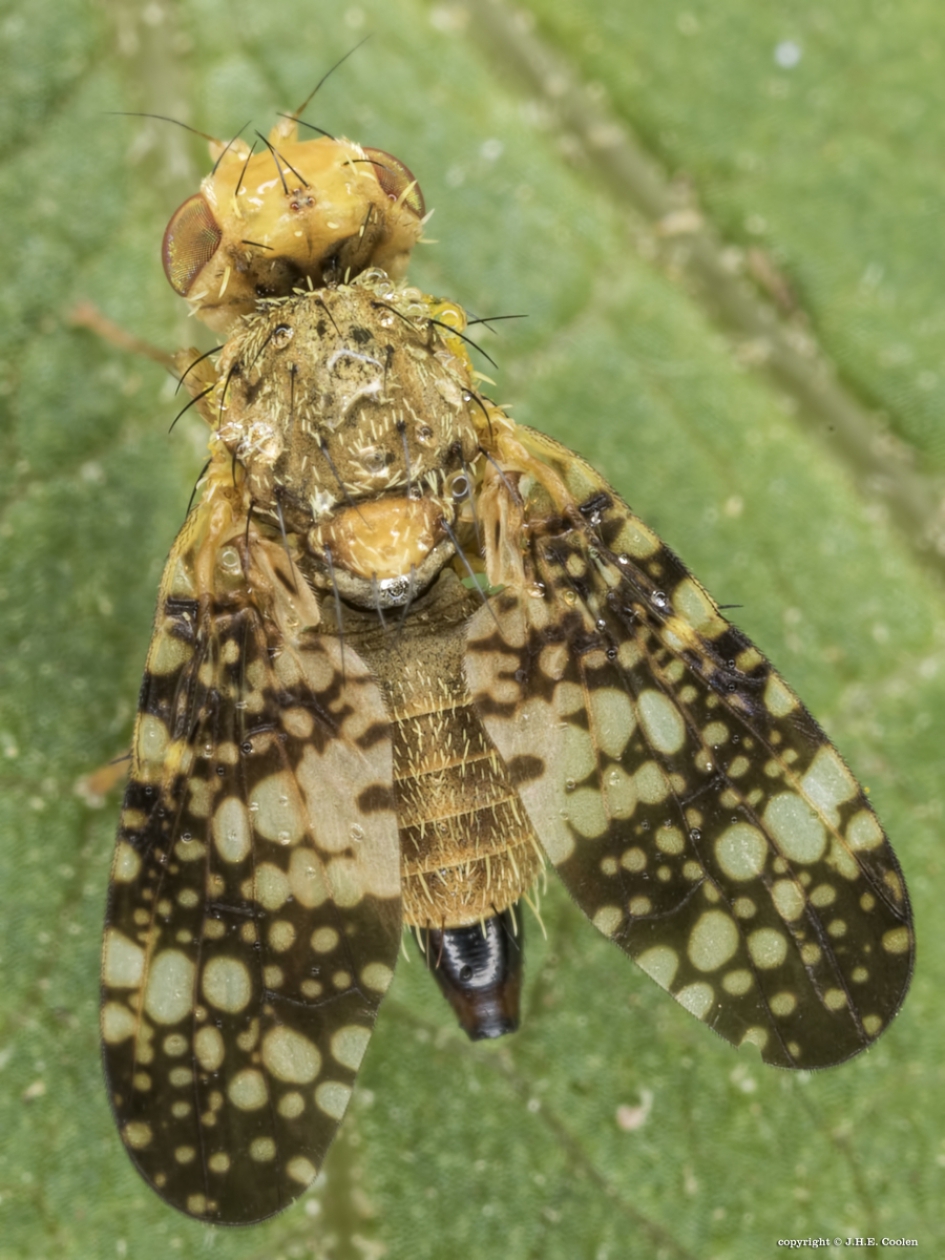 Bijvoetboorvlieg - Geleedpotigen - Bijvoetboorvlieg