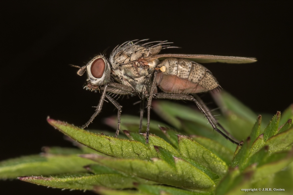 (Bloem)vlieg - Geleedpotigen - Bloemvlieg
