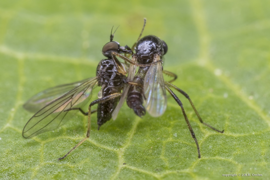 Bocheldansvlieg in strijd - Geleedpotigen - Bocheldansvlieg