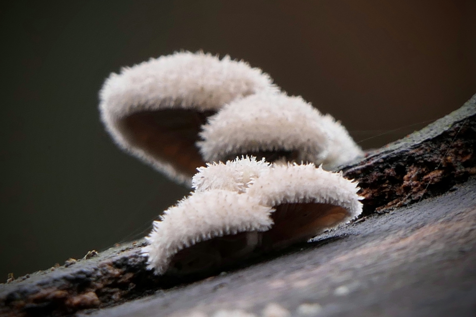 "Bontmutsen" - Schimmels - Waaier