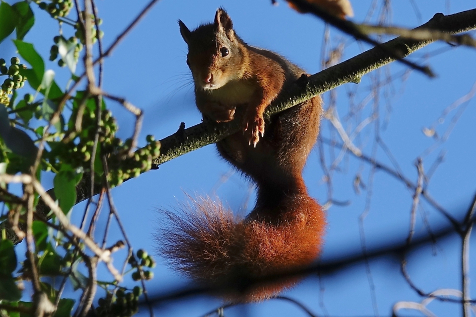 Boomhanger - Zoogdieren - Eekhoorn