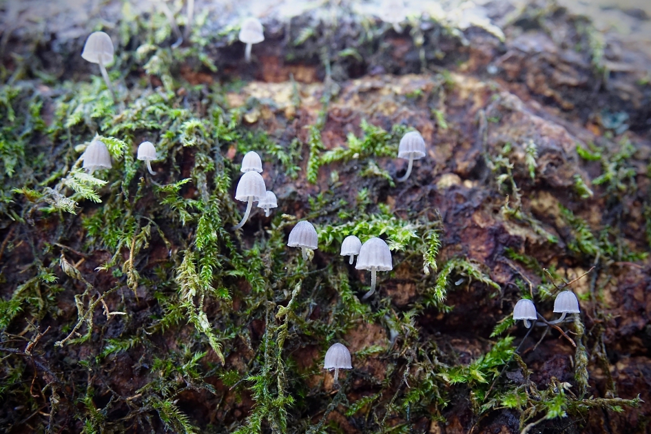 Boslantaarntjes - Schimmels - 