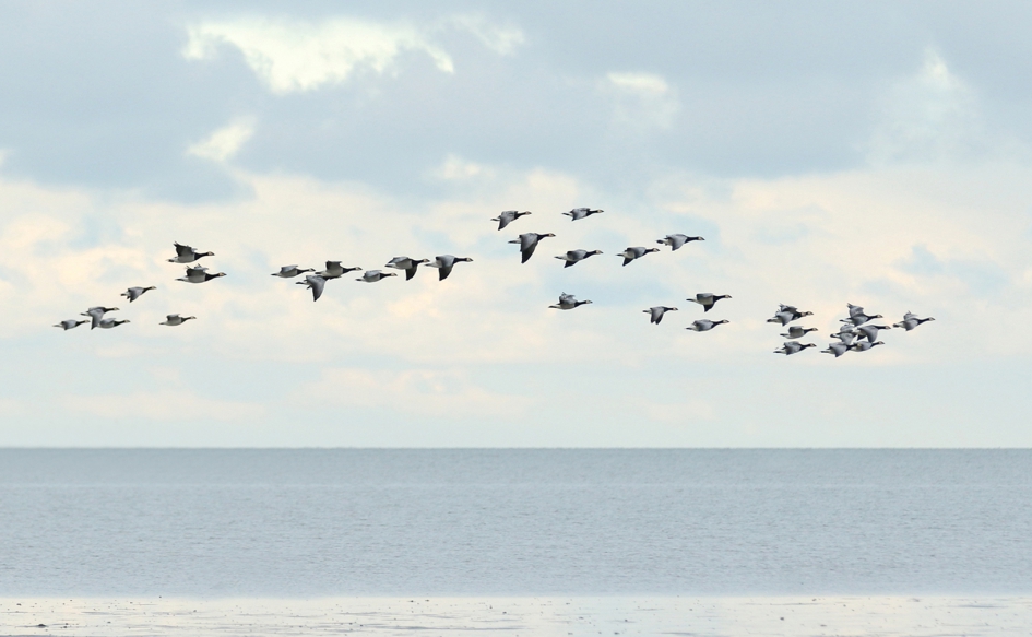brandganzen - Vogels - brandgans