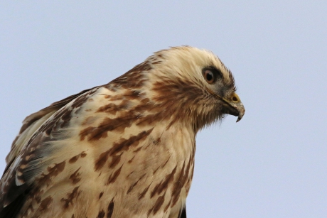 Close-up buizerd