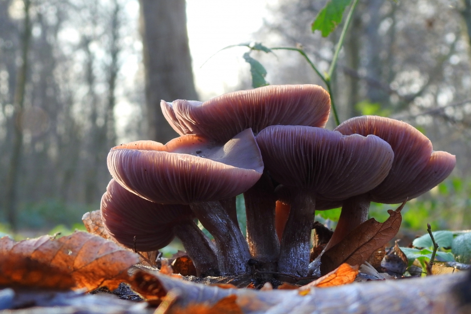 Coole ridders - Schimmels - Paarse schijnridderzwam